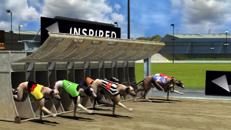 Virtual greyhound racing bets