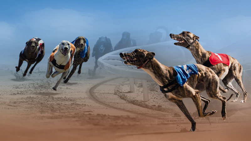 Virtual greyhound racing