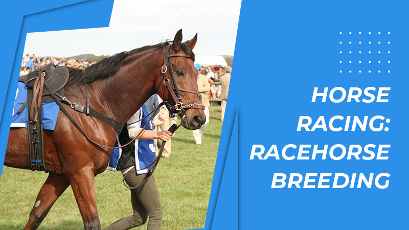 Horse racing breeding